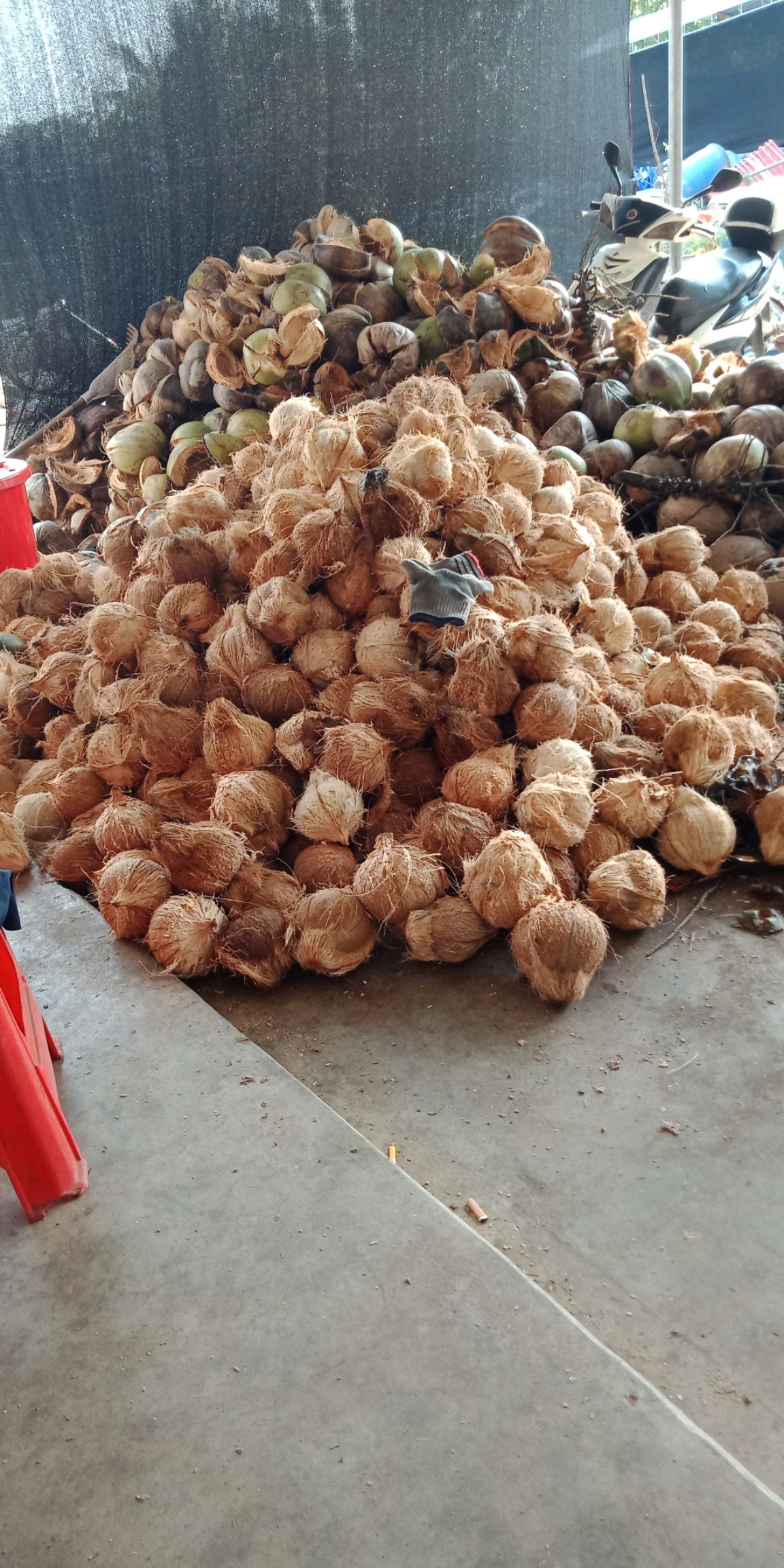 海南天然优质椰子